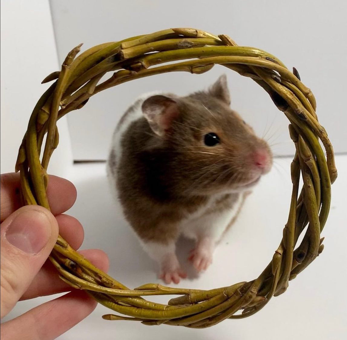 Willow Ring Chews For Small Animals