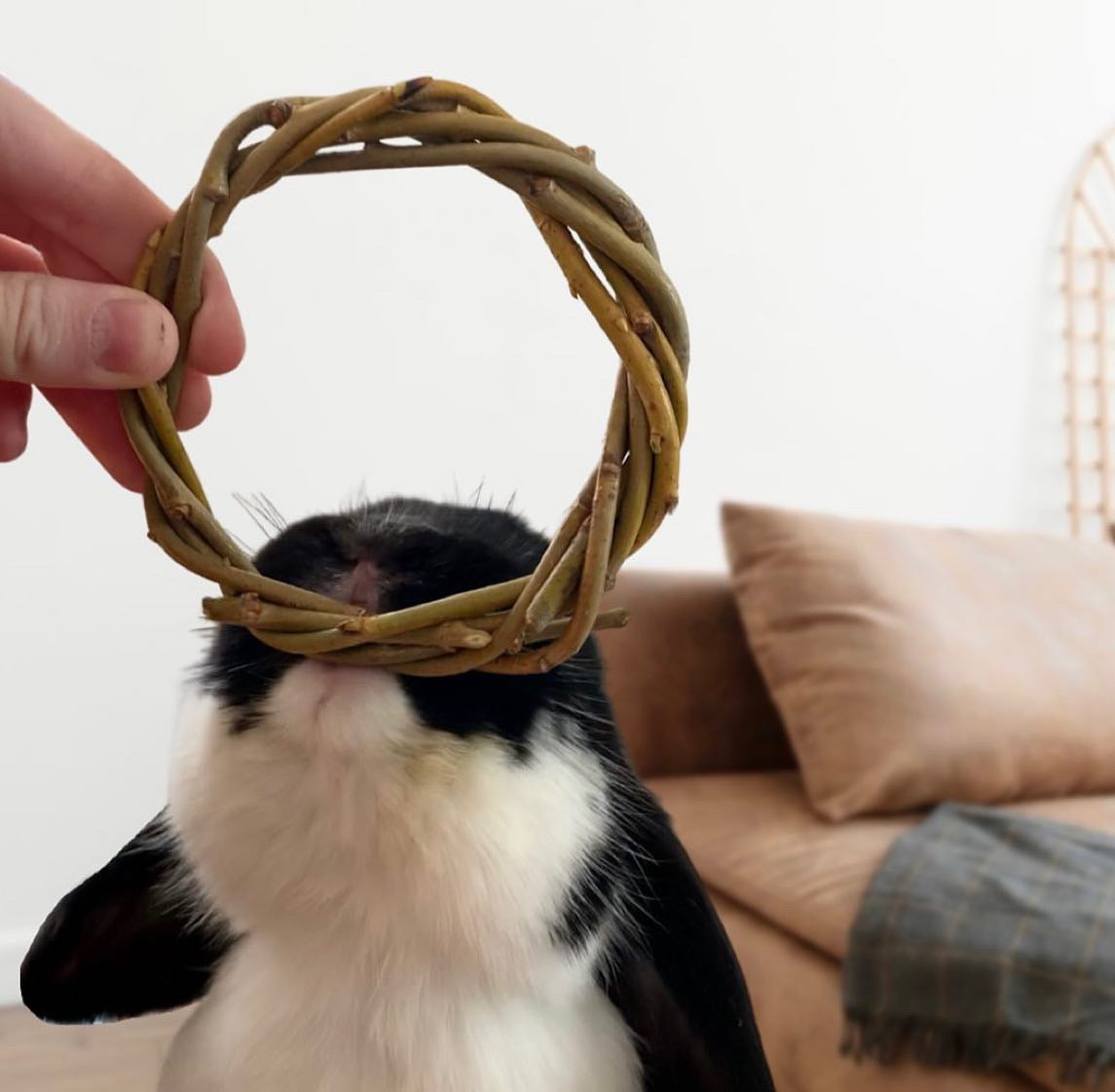 Willow Ring Chews For Small Animals