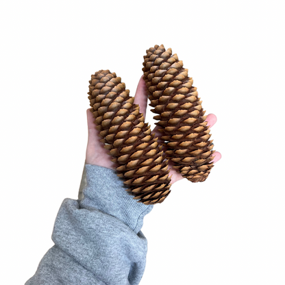 Crazy Critter Toys Jumbo Sugar Pine Cones for Small animals