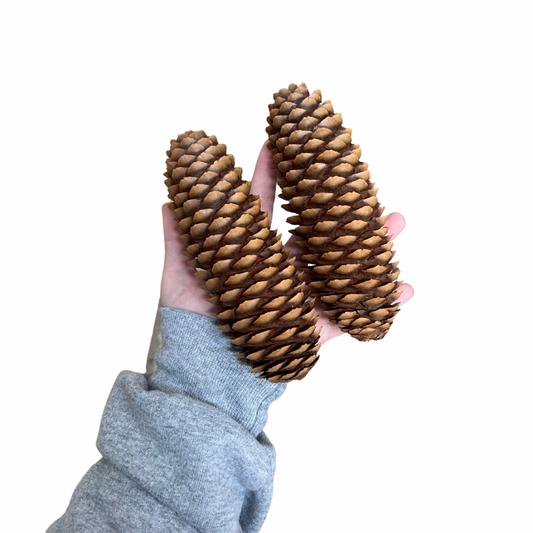 Jumbo Sugar Pine Cones for Small animals
