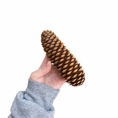 Crazy Critter Toys Jumbo Sugar Pine Cones for Small animals