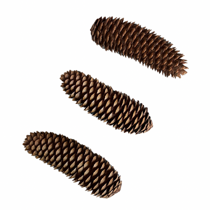 Crazy Critter Toys Jumbo Sugar Pine Cones for Small animals